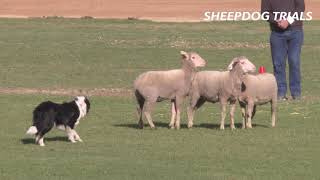 2019 Sheep Dog Trials  Royal Adelaide Show [upl. by Ferdinande723]