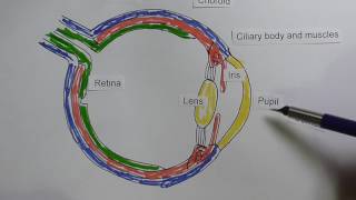 Eye 1 Anatomy [upl. by Cal738]