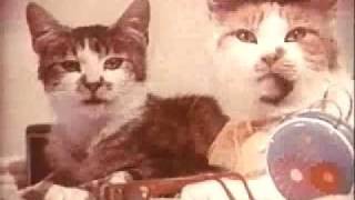 1970 Vintage Purina Cat Food Commercial [upl. by Ainsley]