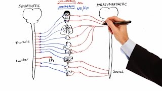 Pharmacology  AUTONOMIC NERVOUS SYSTEM MADE EASY [upl. by Chelsie838]