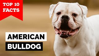 American Bulldog  Top 10 Facts [upl. by Habas198]