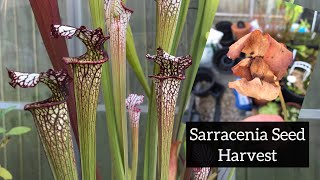 First Sarracenia Seed Harvest 2020 [upl. by Eirhtug469]