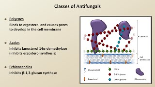 Antifungals Fungal Infections  Lesson 4 [upl. by Publius530]