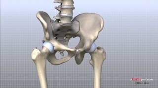 Hip Anatomy Animated Tutorial [upl. by Eltsyek]