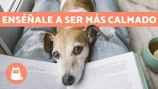 ¿Cómo tener un PERRO TRANQUILO ✅ 5 Consejos Efectivos y Fáciles [upl. by Carly]