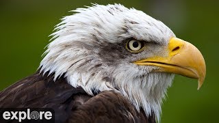 Decorah Eagles  North Nest powered by EXPLOREorg [upl. by Abdella]