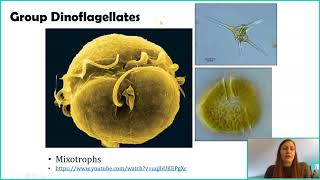 Introduction to Protists [upl. by Cira699]