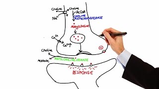 Pharmacology  CHOLINERGIC DRUGS MADE EASY [upl. by Irak]