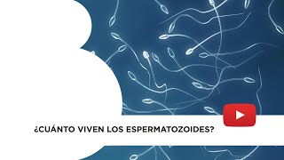 ¿Cuánto viven los espermatozoides [upl. by Alodi936]