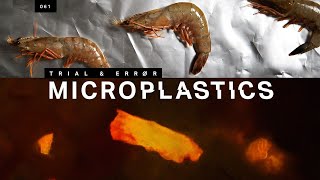 How to find the microplastics in your seafood [upl. by Nwahsd]