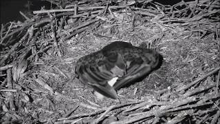 Decorah Eagles North Something Moving Under Surface Of Nest [upl. by Arreik]