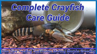 Complete Crayfish Care Guide [upl. by Enrol152]