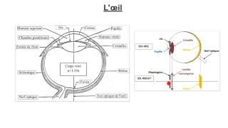 Loeil  réel modèle réduit caractéristiques défauts [upl. by Sirhc]