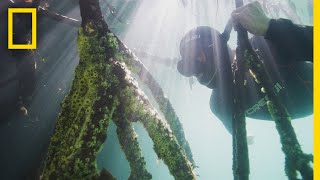 Measuring Mangroves  Explorers in the Field [upl. by Tonye]