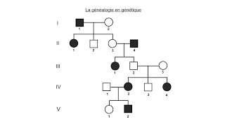 La généalogie en génétique [upl. by Enirehtahc]