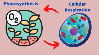 Relationship between Photosynthesis and Cellular Respiration [upl. by Enelav]