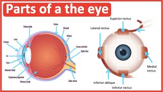 Eye anatomy amp function 👀  Easy science lesson [upl. by Ajak370]