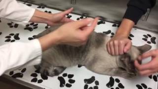 Constipation in a cat with megacolon How to monitor treat and care for your cat at home [upl. by Hyps725]