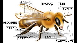 Anatomie de labeille Abeille [upl. by Bayly]