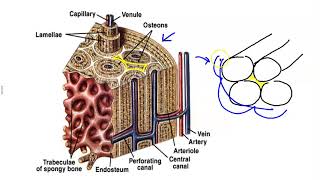 Microscopic Structure of Bone [upl. by Adalbert24]