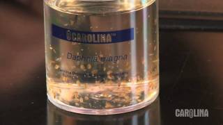 How to Care for Daphnia [upl. by Rehpotisrhc186]