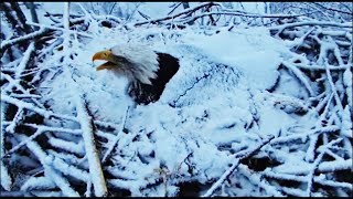 Decorah Eagles Snow Covered Mom Calls Out For DM2 [upl. by Cloots994]