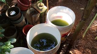 How to grow Green Water Algae [upl. by Henriques]