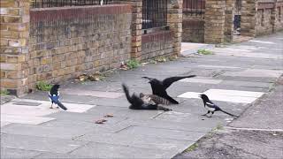 Sparrowhawk attacks jackdaw then gets mobbed [upl. by Assirralc]