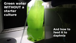 Green Water WITHOUT a Starter Culture  From Scratch  How To [upl. by Kammerer]