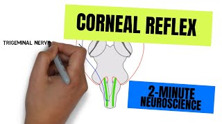 2Minute Neuroscience Corneal Reflex [upl. by Galloway]