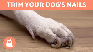 How to Trim Your Dogs Nails at Home 🐶 STEP BY STEP WITH TIPS [upl. by Sitto]