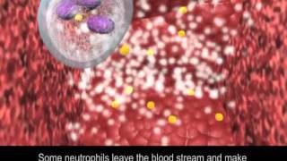 Immune Response to Bacteria [upl. by Neelsaj]