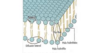 Propiedades de la membrana plasmatica Fluidez [upl. by Weisberg]