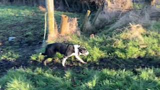 LOT 3  BOB  7224 Farmers Marts Dolgellau Online Sheepdog Auction [upl. by Agace]