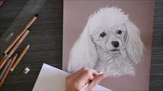 Speed drawing caniche [upl. by Seem963]