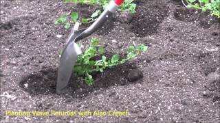 How to Plant Wave Petunias The Plant Farm® [upl. by Lladnar834]