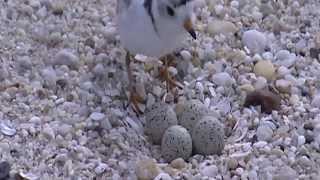 Working with partners to conserve piping plovers on the shores of Massachusetts [upl. by Linneman]