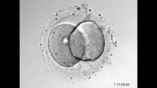 Interação do espermatozoide e óvulo  Time lapse  PRIMORDIA [upl. by Jenkins]