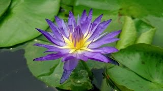 Blue water lily Nymphaea flowering [upl. by Brenda]