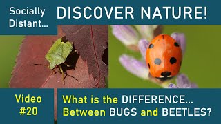 Bugs vs Beetles Whats the difference  Discover Nature 20 [upl. by Efioa443]