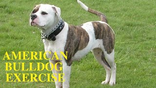 Bulldog Care Tips and Tricks [upl. by Agace]