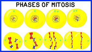 Phases of Mitosis and Cell Division [upl. by Kynan]