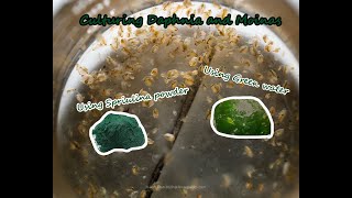 How To Culture Daphnia and Moinas using Green Water Spirulina powder [upl. by Eile619]