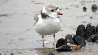 Peep  The Story of the Piping Plovers on West Meadow Beach [upl. by Aeikan418]