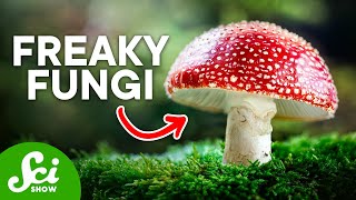 The Craziest Fungi On Earth Today [upl. by Yecies]