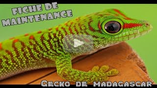 GECKO DE MADAGASCAR  Conseils et renseignements [upl. by Ru]