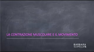 La contrazione muscolare [upl. by Arsuy717]