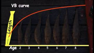 Fisheries Stock Assessment Modelling Video 04  Age and Growth [upl. by Ricarda]