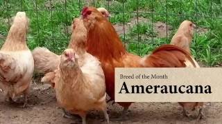 Ameraucana Chicken August Breed of the Month [upl. by Dosi894]