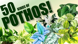 50 POTHOS SPECIES  HERB STORIES [upl. by Ecinnaj]